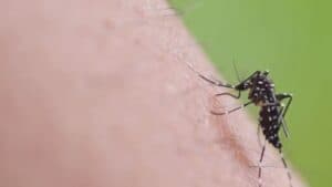 Virus West Nile: prima vittima in Fvg, a Pasiano