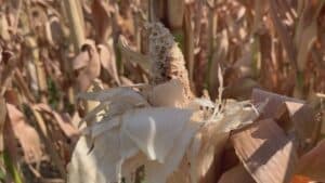 Caldo record e siccità, a rischio il 50% del mais in Fvg