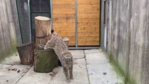 Pagnacco, 1,7 milioni per clinica della fauna selvatica