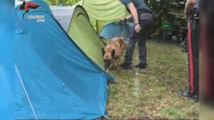 Festa di Vernasso, droga e patenti ritirate: controlli serrati dei Carabinieri