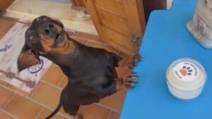 Gelato a quattro zampe: a Lignano spopola il gelato per cani