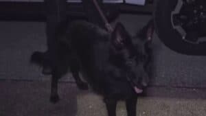 Oasis, il nuovo cane antidroga della polizia locale di Udine