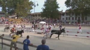 Associazioni animaliste contro la Corsa degli Asini di Fagagna