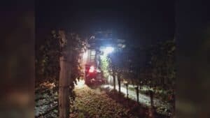 Brazzano, la vendemmia della rinascita è notturna