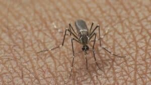 Due casi di Dengue, disinfestazioni a Udine e Monfalcone