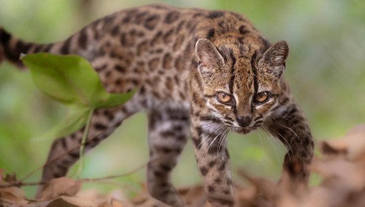In Bolivia, identificato il gatto tilcayo: una nuova specie felina scoperta dopo più di cento anni