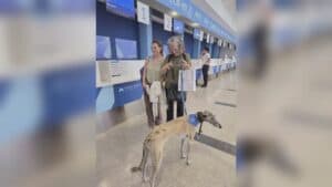 Ts Airport, primo volo in cabina per un grosso cane