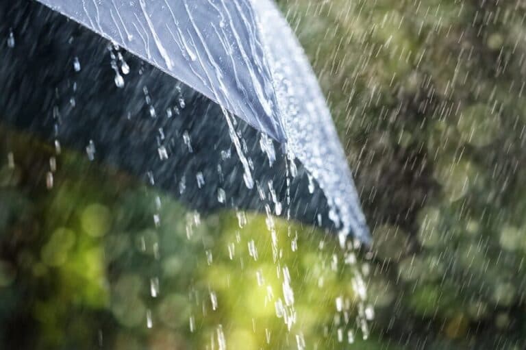 Temporale, via Mameli resta chiusa: verifiche su un albero di 15 metri danneggiato dal vento