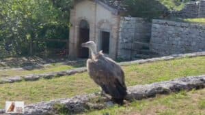 Riserva del Cornino, liberati in natura tre giovani grifoni