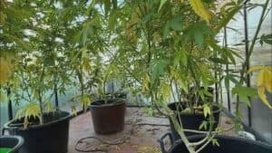 Serra di marijuana sul terrazzo, denunciati donna e ragazzo