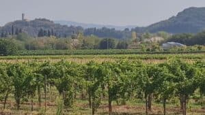 Vendemmia tra caldo e siccità: “All’alba e meccanizzata”