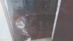 Cani incatenati e tra gli escrementi: sequestro e denuncia