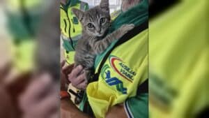 Salva un gattino in autostrada prima di andare in pensione