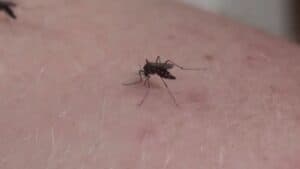 West Nile, caso nella Destra Tagliamento: ricoverato 70enne