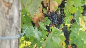 Coldiretti: “Può essere la vendemmia più anticipata di sempre”