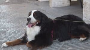 Giornata Mondiale del Cane, l’amore degli udinesi per Fido