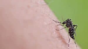 Dengue, caso a San Vito al Tagliamento. Via la disinfestazione