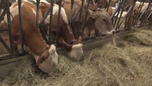Pissebus, l’azienda Adami riaccoglie tutti i suoi 80 bovini