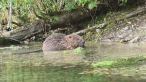 Castori, la famiglia cresce: sei esemplari nel Tarvisiano