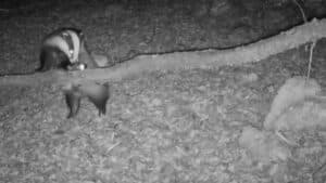 Fauna selvatica, a Trieste censite 18 specie: dal gatto selvatico alla puzzola