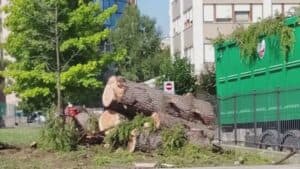Tagliati i cedri per far posto ai parcheggi, bufera a Pordenone