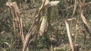 Carenza idrica, in Friuli 2mila ettari di campi da ieri senza irrigazione