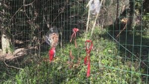 Resinovich, la rabbia dei legali dei parenti: tempi lumaca