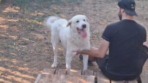 Nelle case a Gorizia 4 mila cani, 32 in canile cercano famiglia
