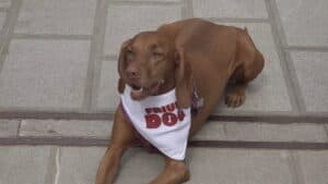 Da Friuli Doc a Friuli Dog, a Udine mega festa con gli amici a 4 zampe