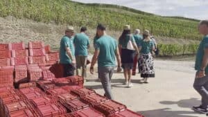 Vendemmia turistico-didattica a Spessa di Cividale